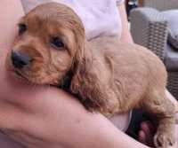 Cocker Spaniel Angielski