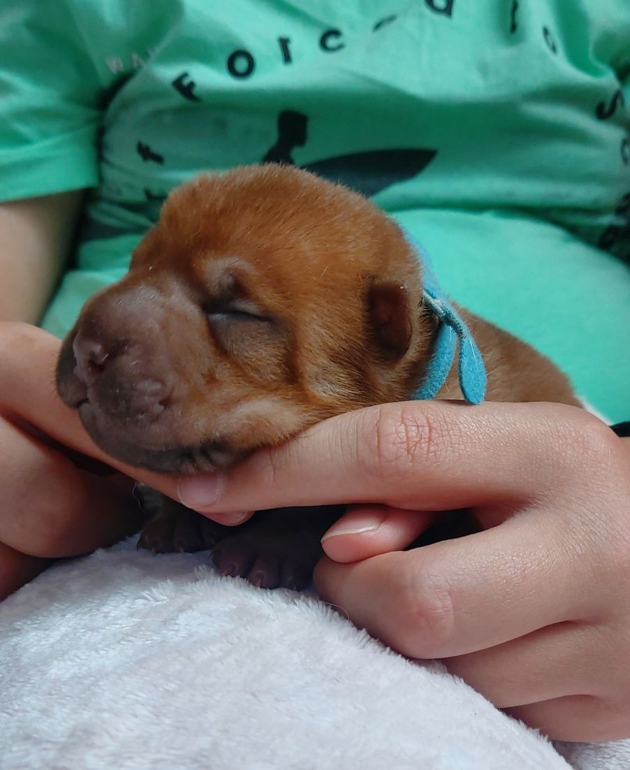 Szczeniak shar pei z rodowodem