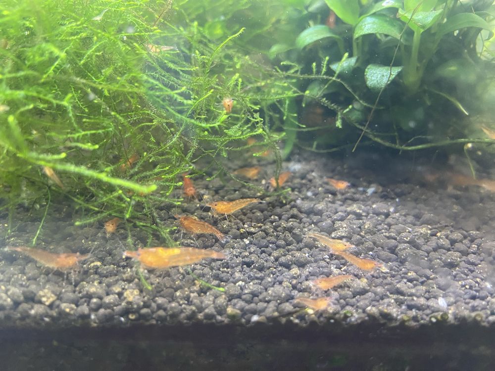 Camarões aquário Neocaridina Red Cherry
