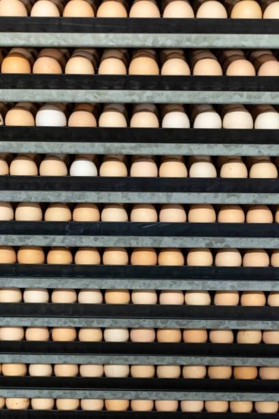 Інкубаційне яйце бройлерів росс 708 кобб500