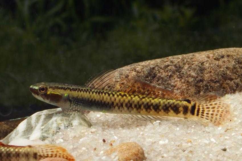 babka tęczowa Stiphodon ornatus WYSYŁKA AKWAWIN