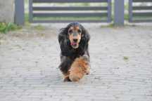 cocker spaniel angielski  suczka 36-miesięczna