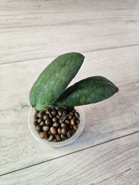 Hoya aff. Lambii splash