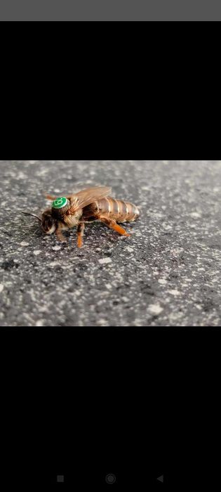 Matki pszczele wysyłka