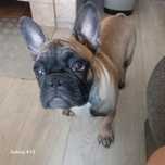 Buldog Francuski