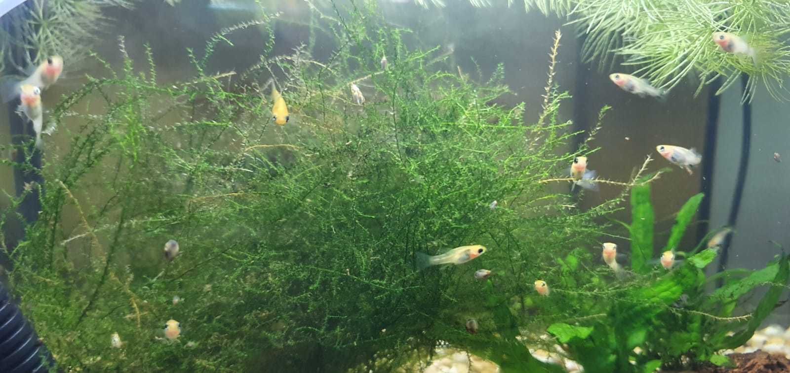 Molly lyra juvenis