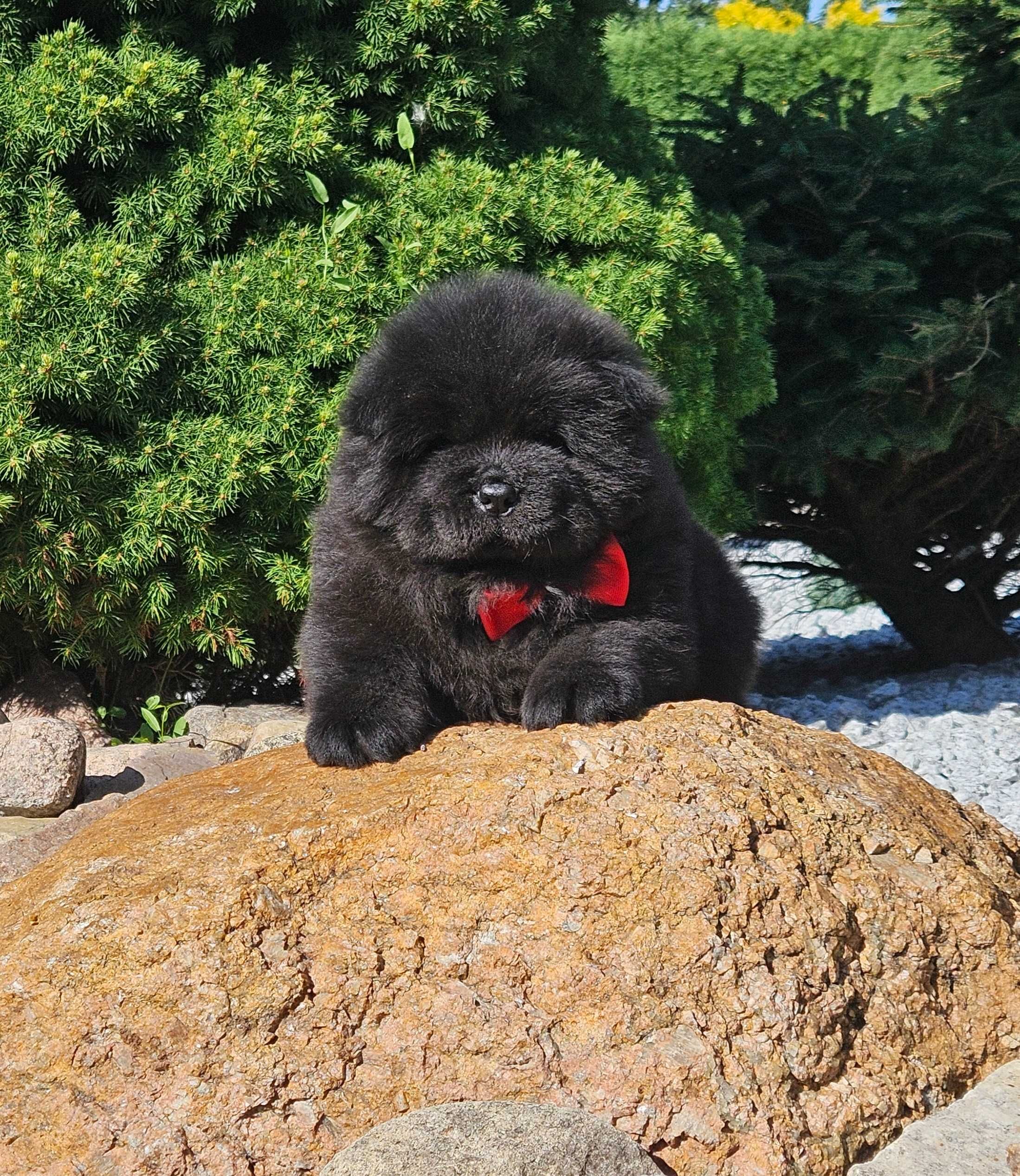 *** Chow Chow masywny, śliczny miś ***