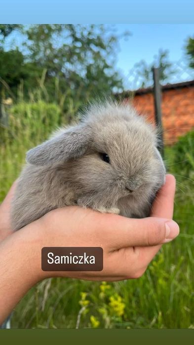 Karzełki Teddy Mini I Mini Lopki