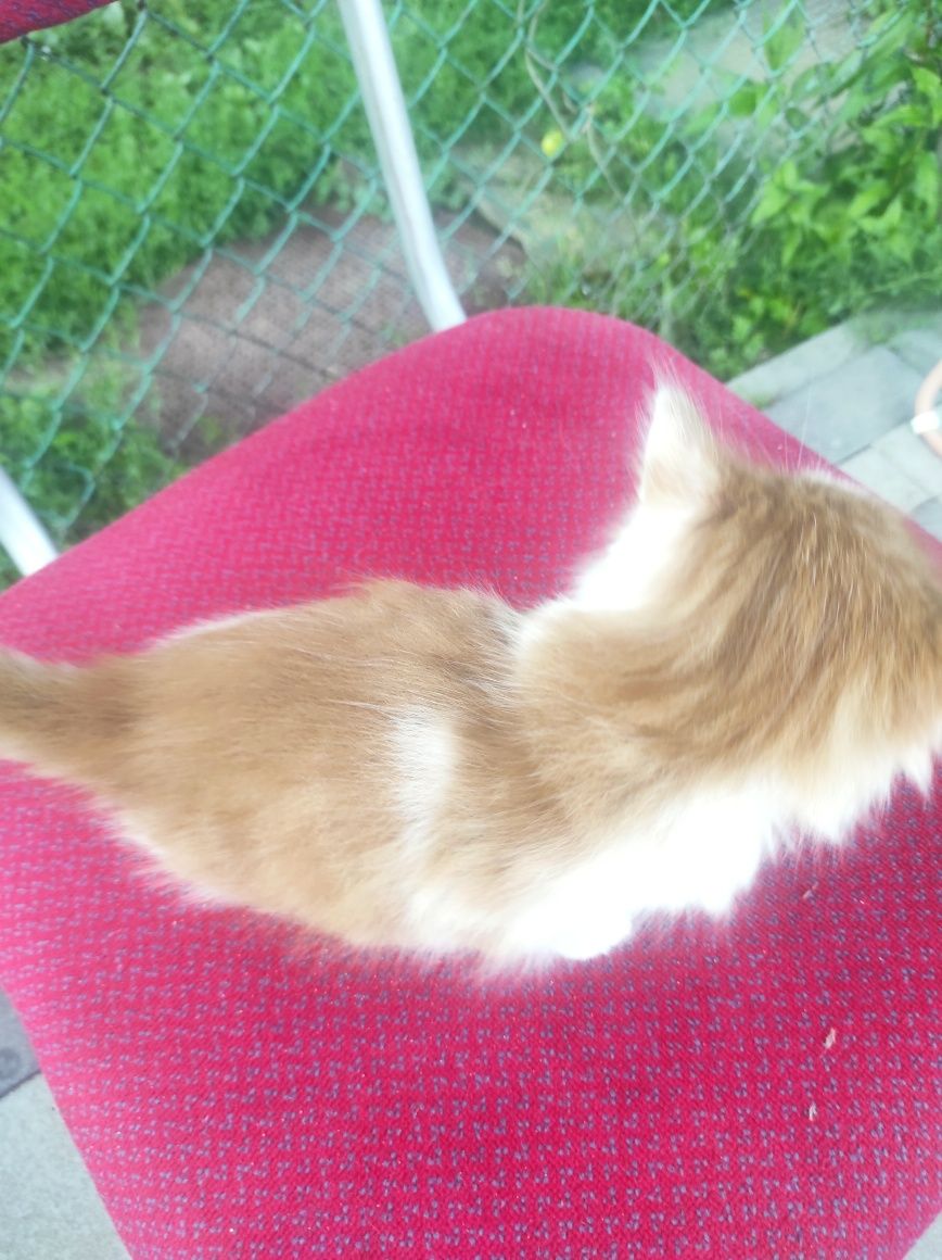 Котик рижий в добрі руки.