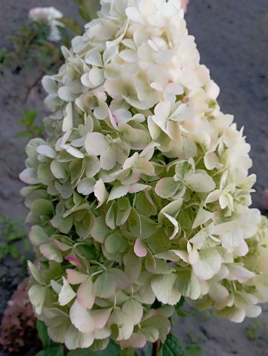 Гортензія мітловидна