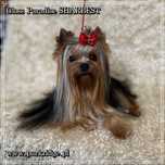 york yorki piesek pieski yorkshire terrier suczka rodowód ZKwP