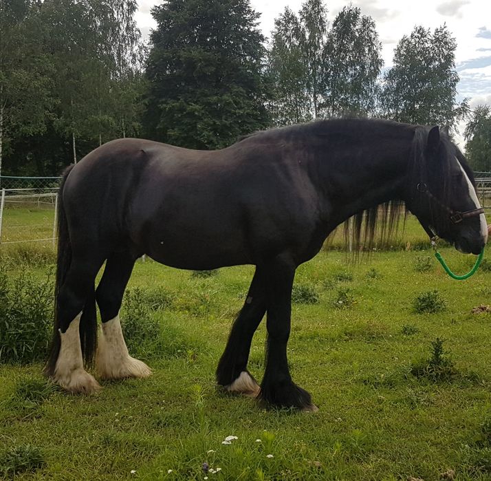 Drum Horse ( tinker x shire) paszport Shire Horse Society