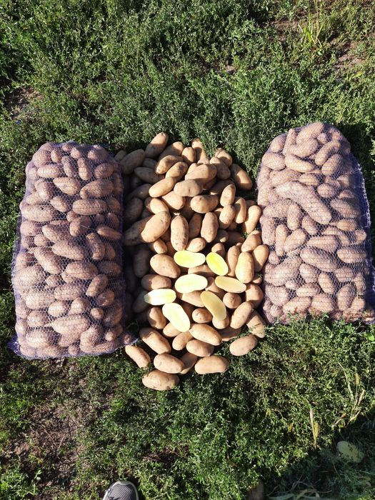 Продам картоплю Гранада (Опт)