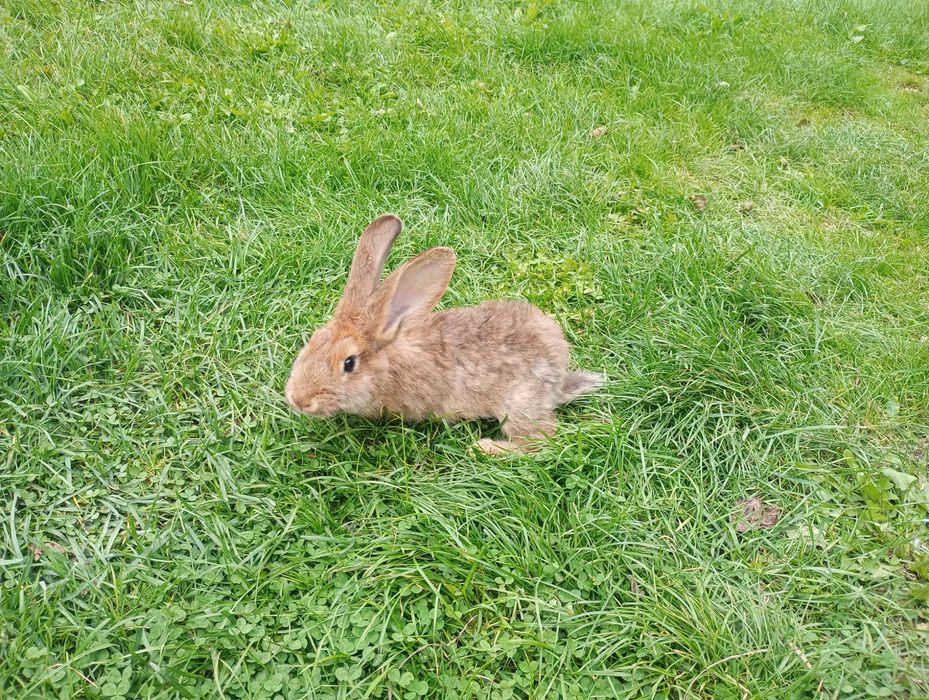 Króle króliki samce samice