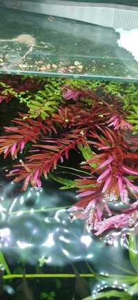 Rotala rotundifolia Blood Red Singapore