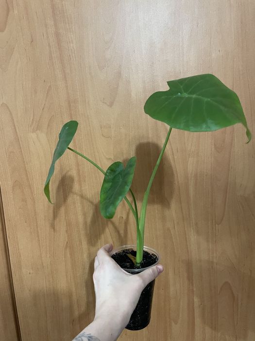 Алоказія Слонове вухо