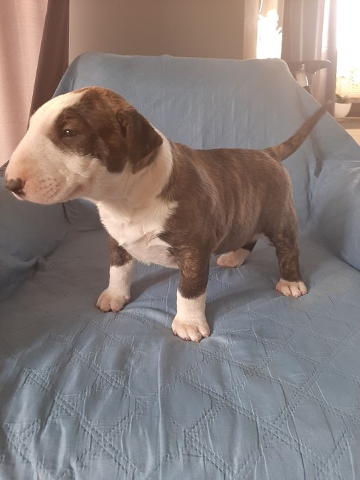 Bulterier standardowy