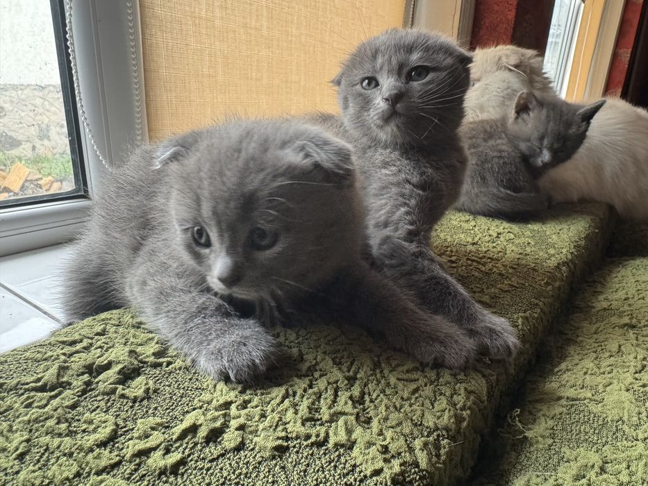 Продам кошенят. Чистокровні британці