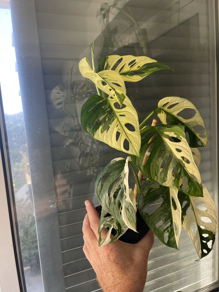 Planta Monstera adansonii variagata
