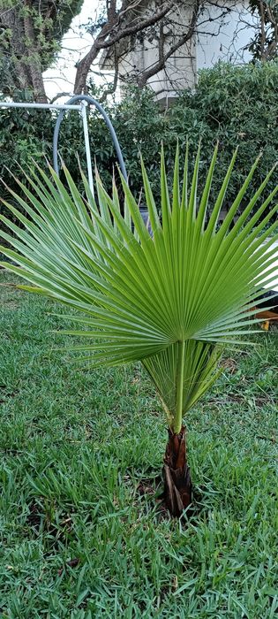 Palmeiras das Canárias e da China (leque)