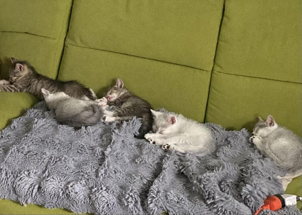 Kocięta male za darmo