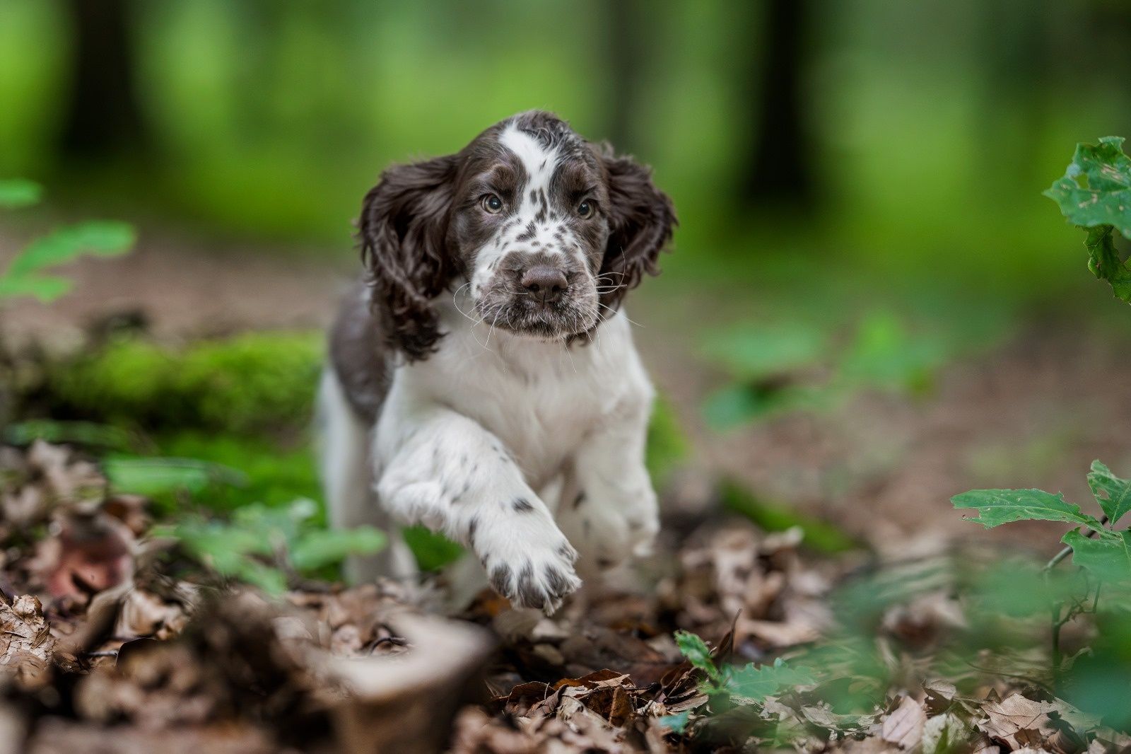 Springiel Spaniel Angielski