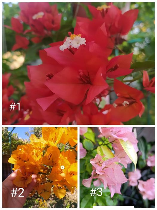 Бугенвілія  акційна ціна. Махрові, стандартні. Квітучі