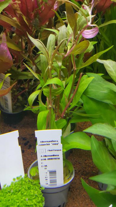 Alternanthera Reinecki mini/Rośliny akwariowe w koszyczkach