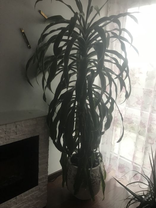 Kwiat doniczkowy dracena