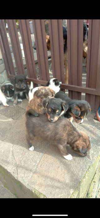 Віддам цуциків безкоштовно