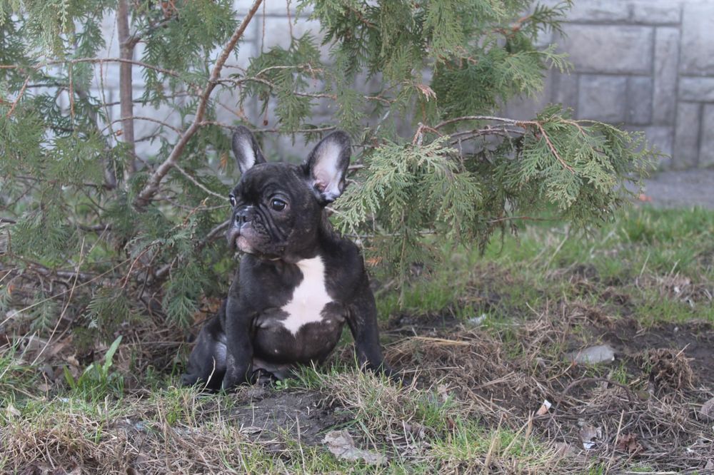 Французики генні карапузики