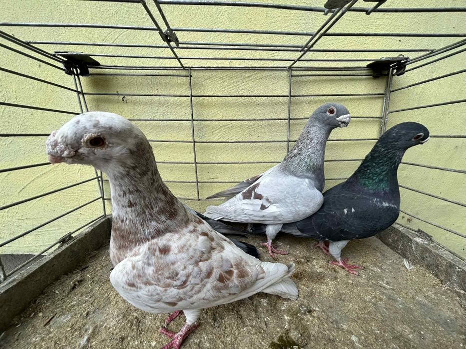 Gołębie ORLIKI cena 40zł za sztukę