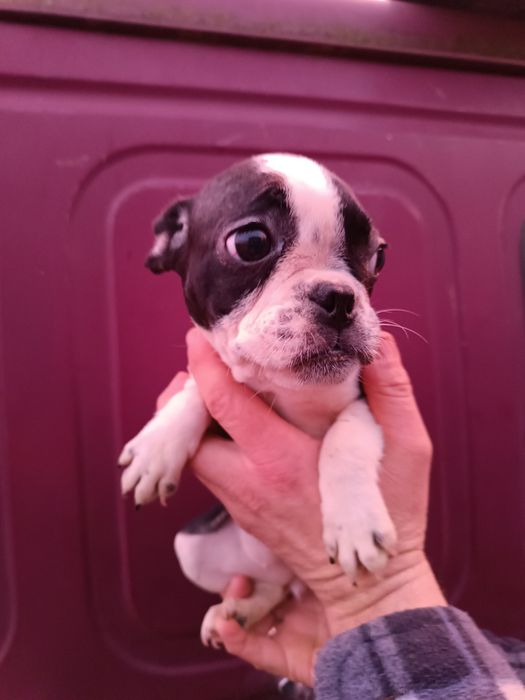 Чудові,красиві, розумні, різного забарвлення француз,з доставкою довас