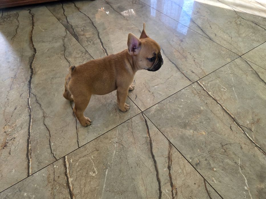 Szczeniak buldog francuski FCI suczka