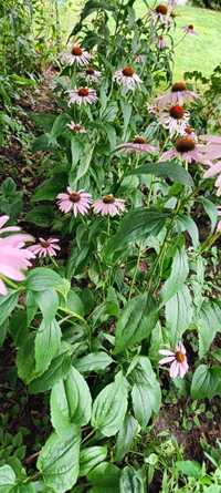 jeżówka echinacea