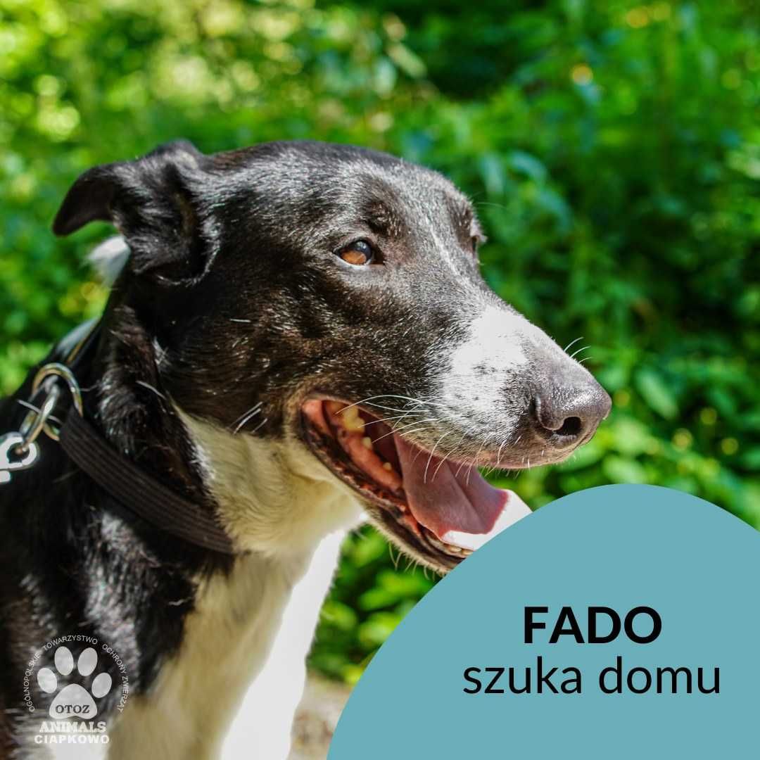 Fado czeka na Ciebie w OTOZ Animals Schronisku Ciapkowo!