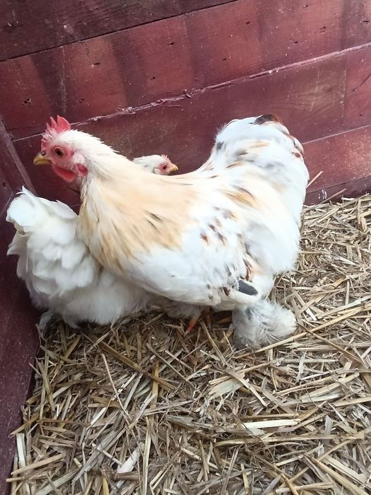 Para Kochina Miniaturowego