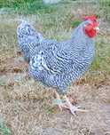 Koguty Amrock sprzedam