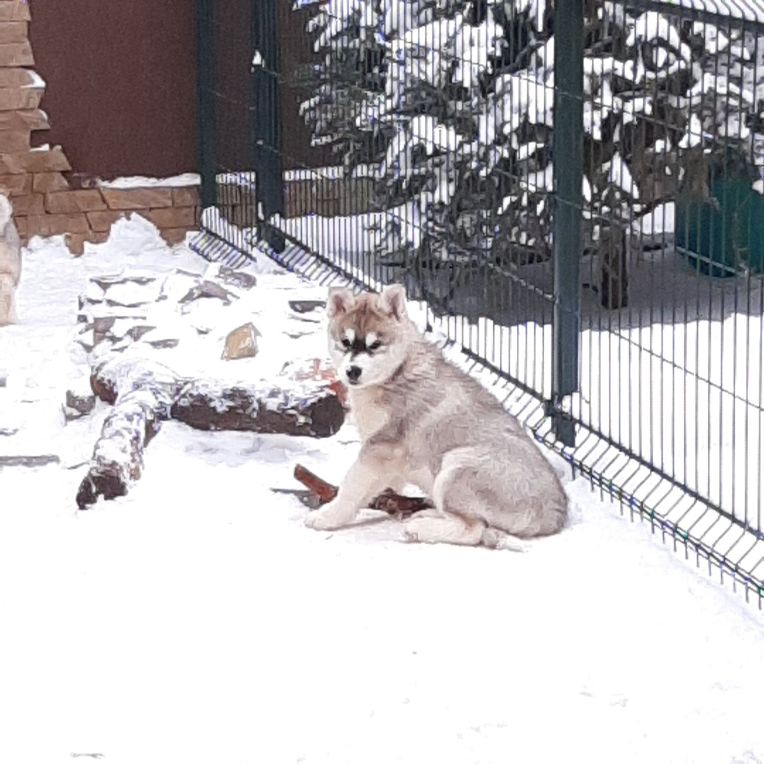 Щенки хаски