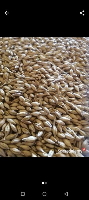 Jęczmień , pszenica