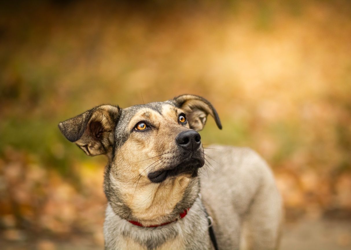 Tofi do pilnej adopcji!
