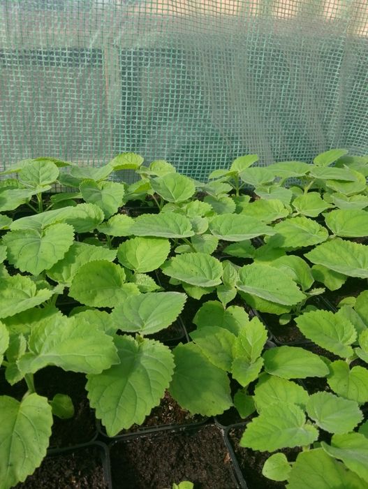 Paulownia oxytree drzewo tlenowe wysyłka +gratis wakacyjna promocja