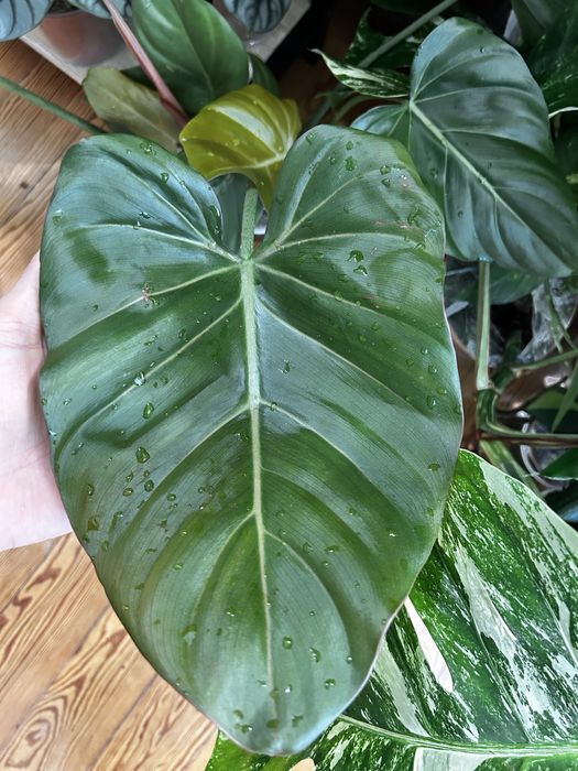 Philodendron Summer Glory