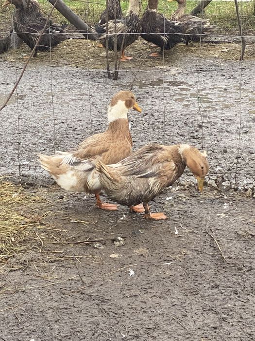 Kaczki staropolskie