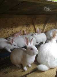 Кролі, кролики, термон, термонд. Термондська біла(Термонська біла)