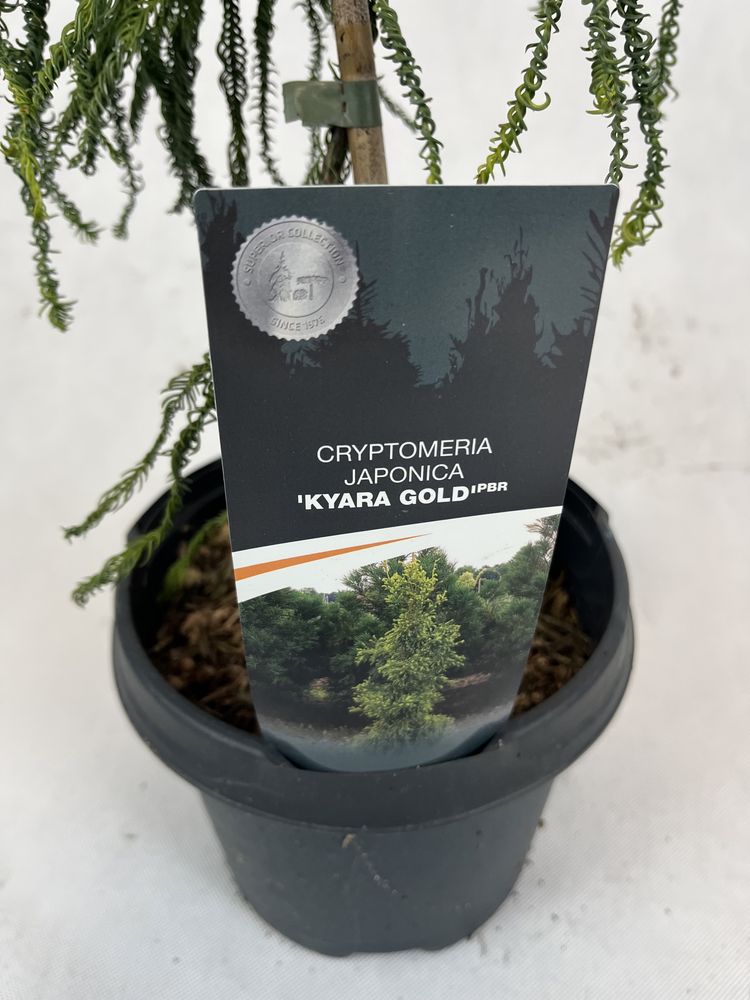 Szydlica japońska kayra gold iglak piękna 70 cm