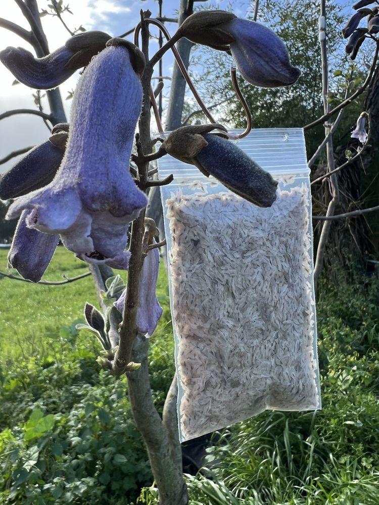 Sementes paulownia elongata