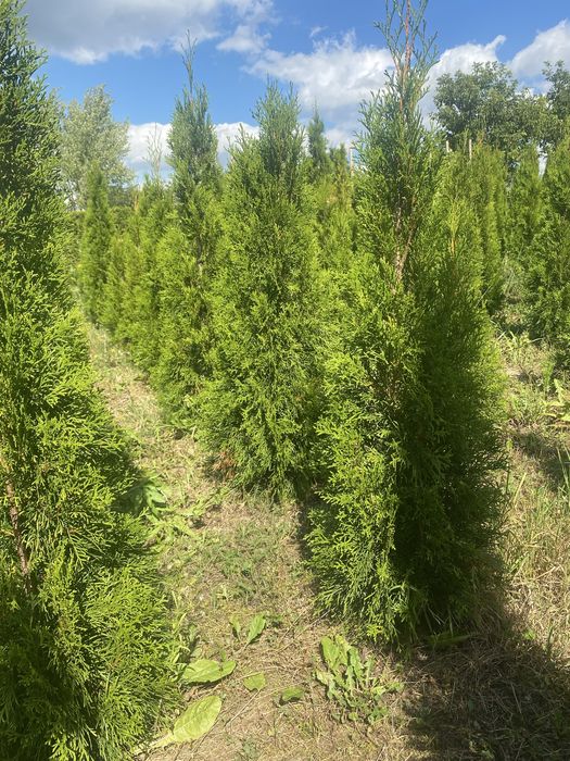 Tuje szmaragd z gruntu