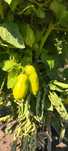 Pomidory San Marzano nasiona