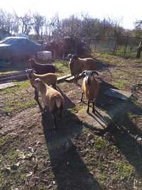 Owce kameruńskie baranki,owieczki około 0,5 roku